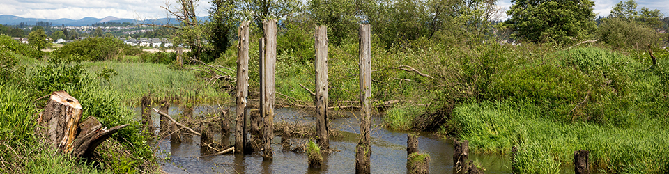 Qwuloolt Estuary Restoration Project of the Tulalip Tribes - Dock Remnants
