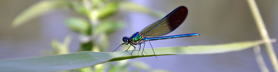 Qwuloolt Estuary Restoration Project of the Tulalip Tribes - Closeup of Blue Dragonfly at Rest
