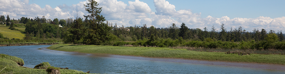 Qwuloolt Estuary Restoration Project of the Tulalip Tribes - River Channel View