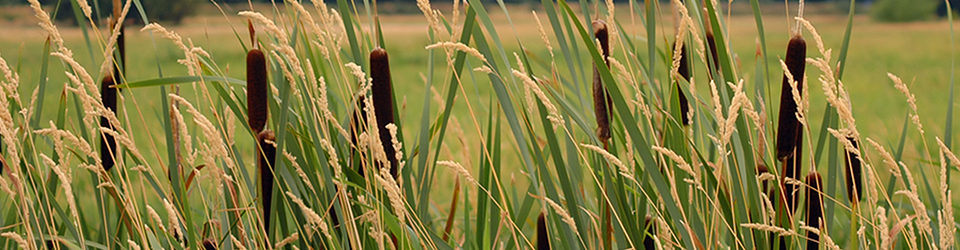 Qwuloolt Estuary Restoration Project of the Tulalip Tribes - Cattails