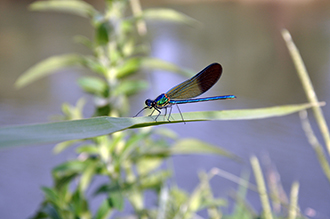 Qwuloolt Estuary Restoration Project of the Tulalip Tribes - Dragonfly at Rest