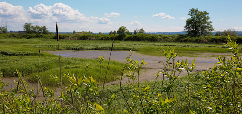 Qwuloolt Estuary Restoration Project of the Tulalip Tribes - Wetland