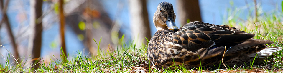 Qwuloolt Estuary Restoration Project of the Tulalip Tribes - Duck on Shore