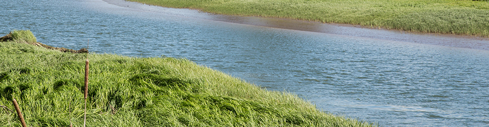 Qwuloolt Estuary Restoration Project of the Tulalip Tribes - Tidal Zone