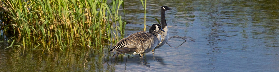 Qwuloolt Estuary Restoration Project of the Tulalip Tribes - Canadian Geese