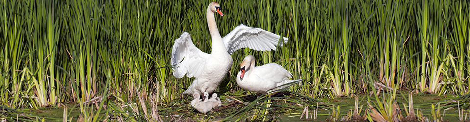 Qwuloolt Estuary Restoration Project of the Tulalip Tribes - Swan Family