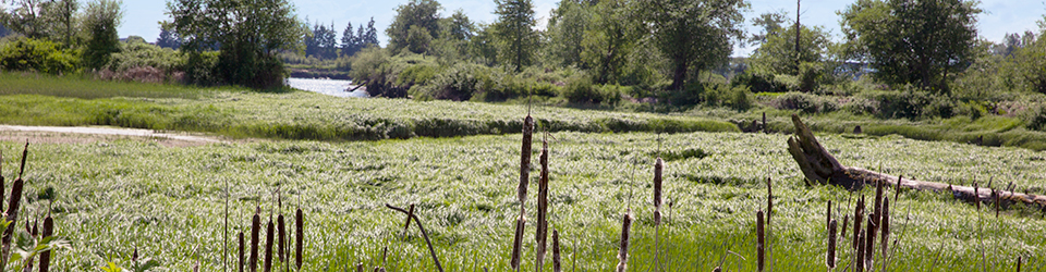 Qwuloolt Estuary Restoration Project of the Tulalip Tribes - Terrestrial View