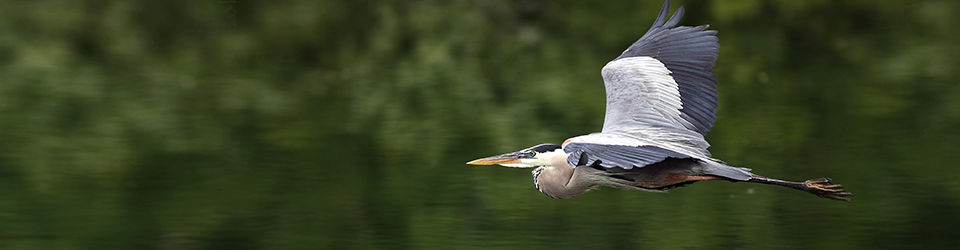 Qwuloolt Estuary Restoration Project of the Tulalip Tribes - Great Blue Heron in Flight