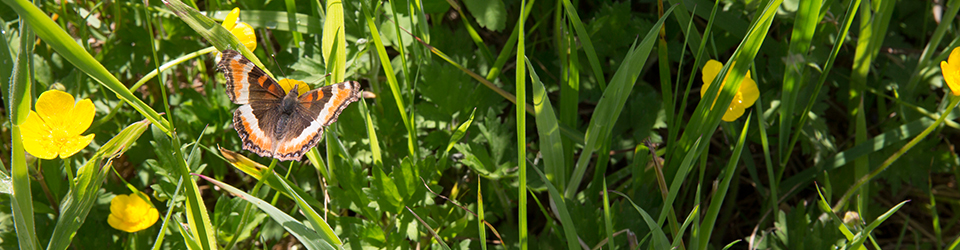 Qwuloolt Estuary Restoration Project of the Tulalip Tribes - Vegetation with Butterfly at Rest