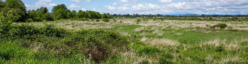 Qwuloolt Estuary Restoration Project of the Tulalip Tribes - Landscape