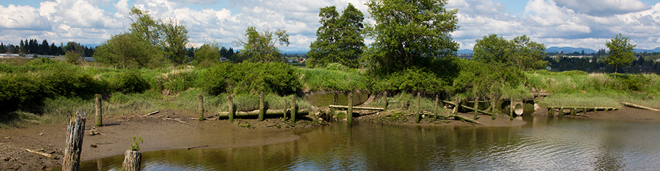 Qwuloolt Estuary Restoration Project of the Tulalip Tribes - River View