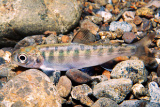 Qwuloolt Estuary Restoration Project of the Tulalip Tribes - Chinook Salmon Parr