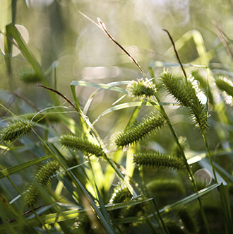 Qwuloolt Estuary Restoration Project of the Tulalip Tribes - Vegetation