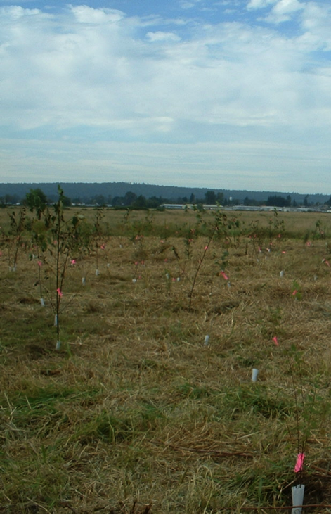 Qwuloolt Estuary Restoration Project of the Tulalip Tribes - Native Plant Restoration