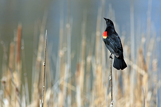 Qwuloolt Estuary Restoration Project of the Tulalip Tribes - Bird