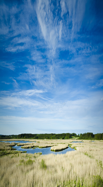 Qwuloolt Estuary Restoration Project of the Tulalip Tribes - View Across