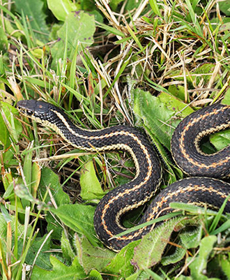 Qwuloolt Estuary Restoration Project of the Tulalip Tribes - Garter Snake