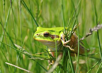 Qwuloolt Estuary Restoration Project of the Tulalip Tribes - Frog