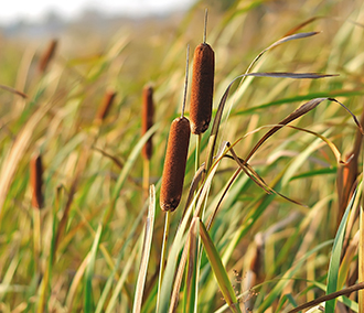 Qwuloolt Estuary Restoration Project of the Tulalip Tribes - Cattails in a Breeze
