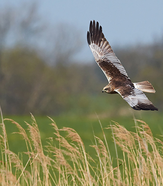 Qwuloolt Estuary Restoration Project of the Tulalip Tribes - Raptor