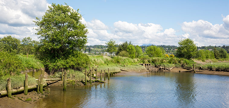 Qwuloolt Estuary Restoration Project of the Tulalip Tribes - Shoreline