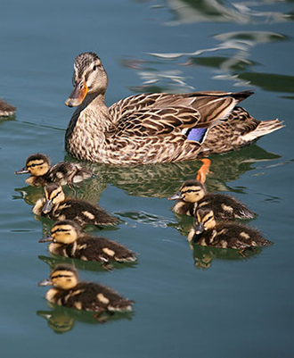 Qwuloolt Estuary Restoration Project of the Tulalip Tribes - Mallard Duck Family